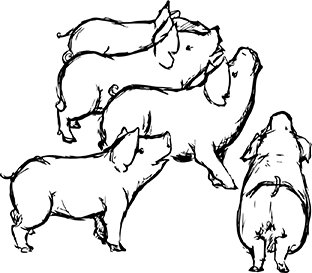 子豚